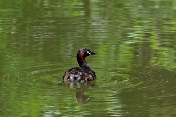 Little Grebe 大和民俗公園 Sat, 5/11/2024