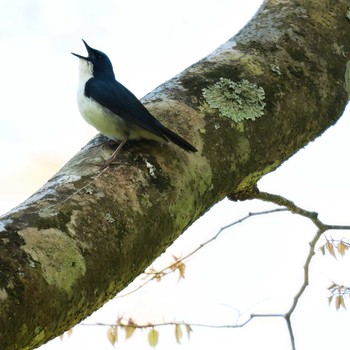 Siberian Blue Robin 富士山自然休養林 Sat, 5/11/2024