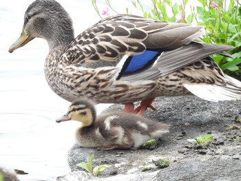 Domestic duck 打上川治水緑地 Tue, 4/30/2024