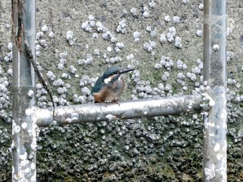 Common Kingfisher ギャザリアビオガーデン　フジクラ木場千年の森 Sun, 5/12/2024