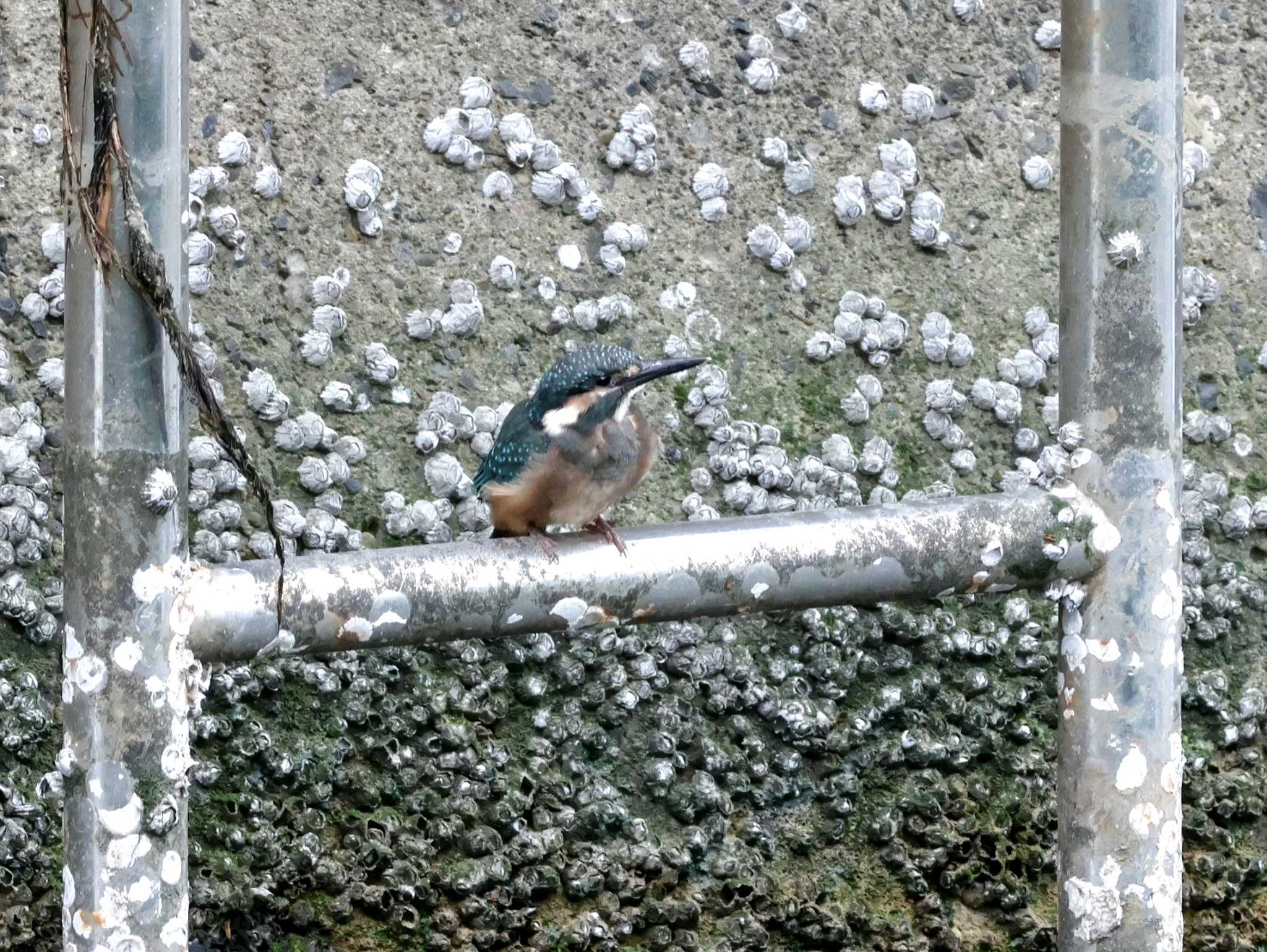 Photo of Common Kingfisher at ギャザリアビオガーデン　フジクラ木場千年の森 by しろくま