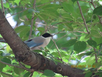 Sun, 5/12/2024 Birding report at 自宅周辺