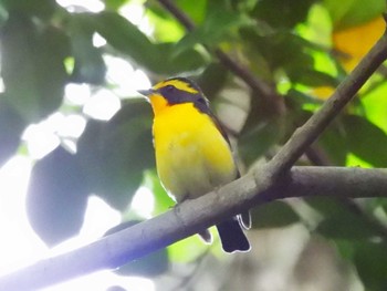 2024年5月12日(日) 京都御苑の野鳥観察記録