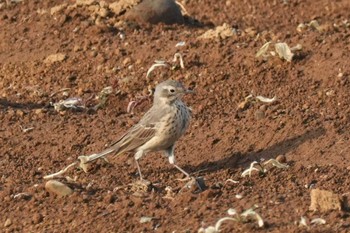 Water Pipit 埼玉県 Sun, 4/14/2024