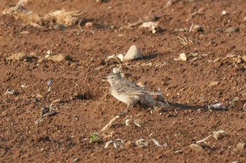 Water Pipit 埼玉県 Sun, 4/14/2024