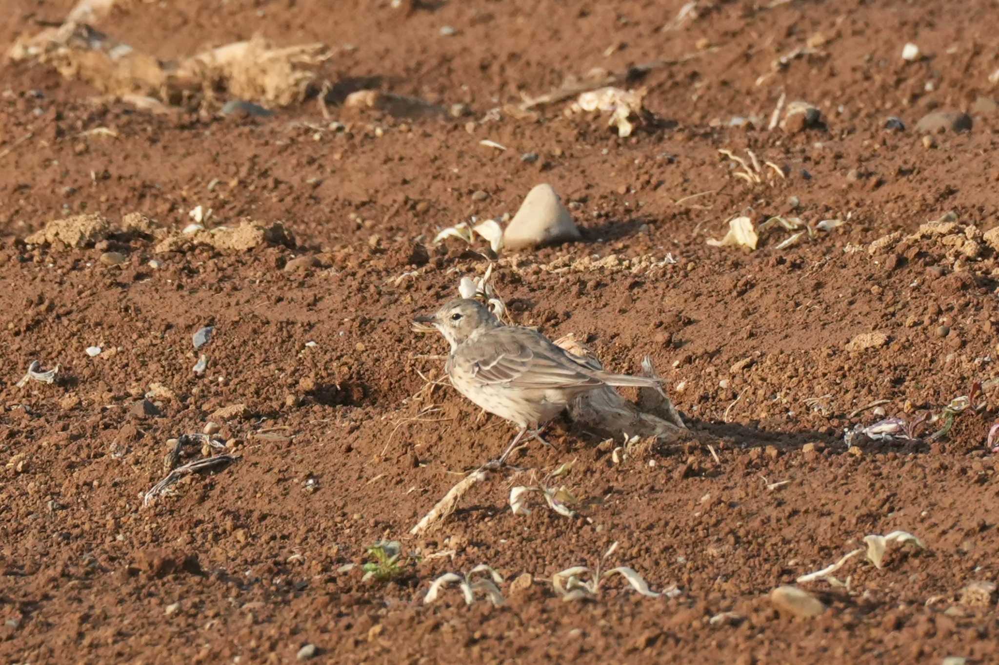 Photo of Water Pipit at 埼玉県 by どばと