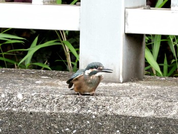 Common Kingfisher ギャザリアビオガーデン　フジクラ木場千年の森 Sun, 5/12/2024