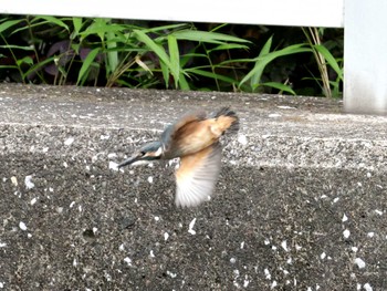 Common Kingfisher ギャザリアビオガーデン　フジクラ木場千年の森 Sun, 5/12/2024