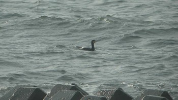 Japanese Cormorant 鵡川河口 Sat, 1/5/2019