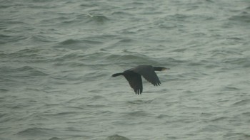 Japanese Cormorant 鵡川河口 Sat, 1/5/2019