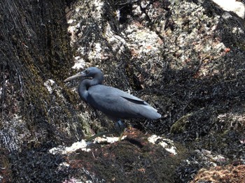 Pacific Reef Heron 鴨川市 Sat, 5/11/2024