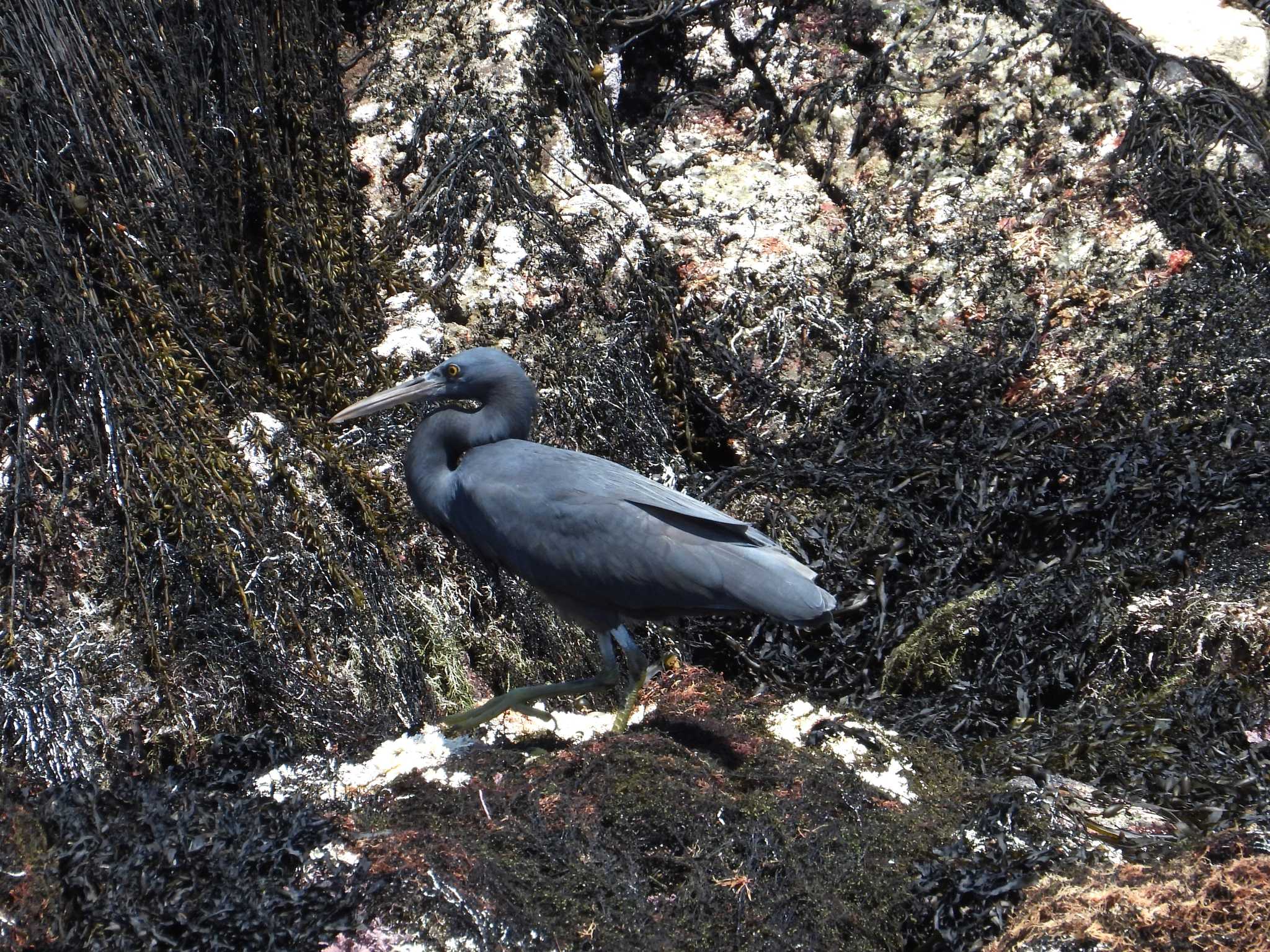 Photo of Pacific Reef Heron at 鴨川市 by かあちゃん