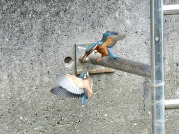 Common Kingfisher ギャザリアビオガーデン　フジクラ木場千年の森 Sun, 5/12/2024