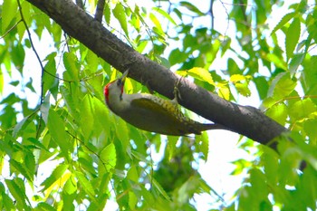 Japanese Green Woodpecker Hikarigaoka Park Fri, 5/3/2024