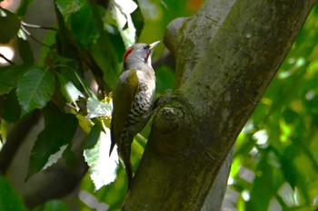 Japanese Green Woodpecker Hikarigaoka Park Fri, 5/3/2024
