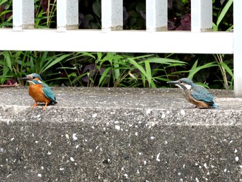 Common Kingfisher ギャザリアビオガーデン　フジクラ木場千年の森 Sun, 5/12/2024