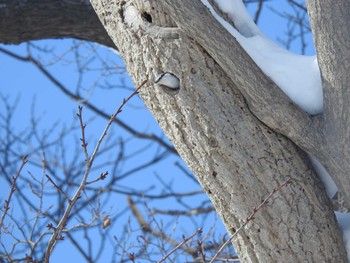 Eurasian Nuthatch(asiatica) 石狩市 Wed, 2/28/2024