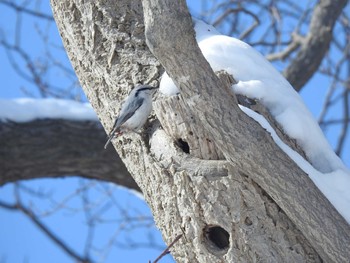 Eurasian Nuthatch(asiatica) 石狩市 Wed, 2/28/2024