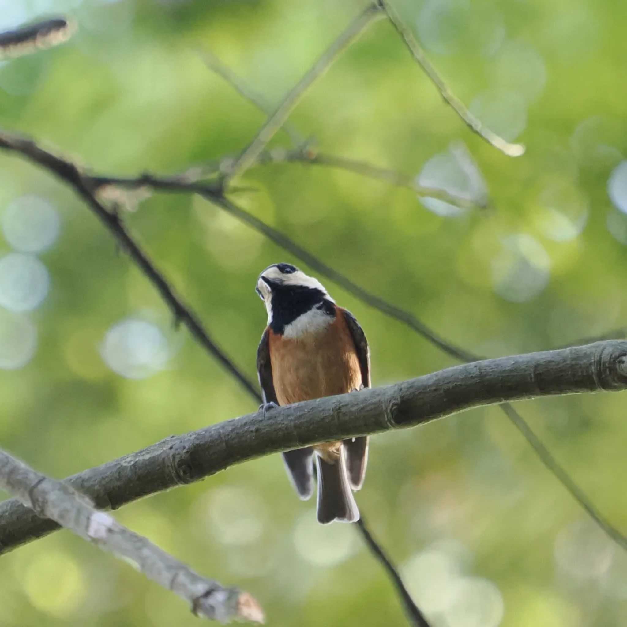 Photo of Varied Tit at 摩耶山 by 摩耶山55