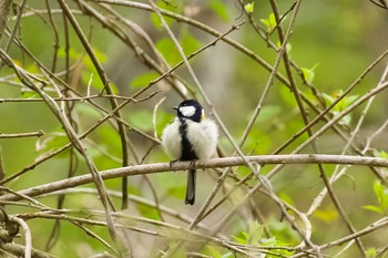 Japanese Tit 千歳川(烏柵舞橋〜第四発電所付近) Sun, 5/12/2024