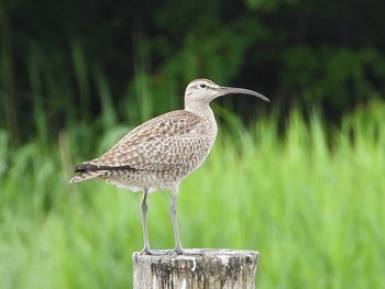 チュウシャクシギ 葛西臨海公園 2024年5月12日(日)