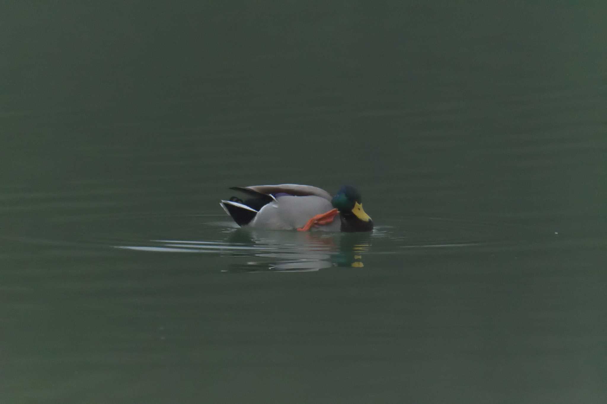 三重県上野森林公園 マガモの写真 by masatsubo