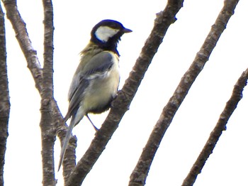 2024年5月12日(日) 茂林寺の野鳥観察記録