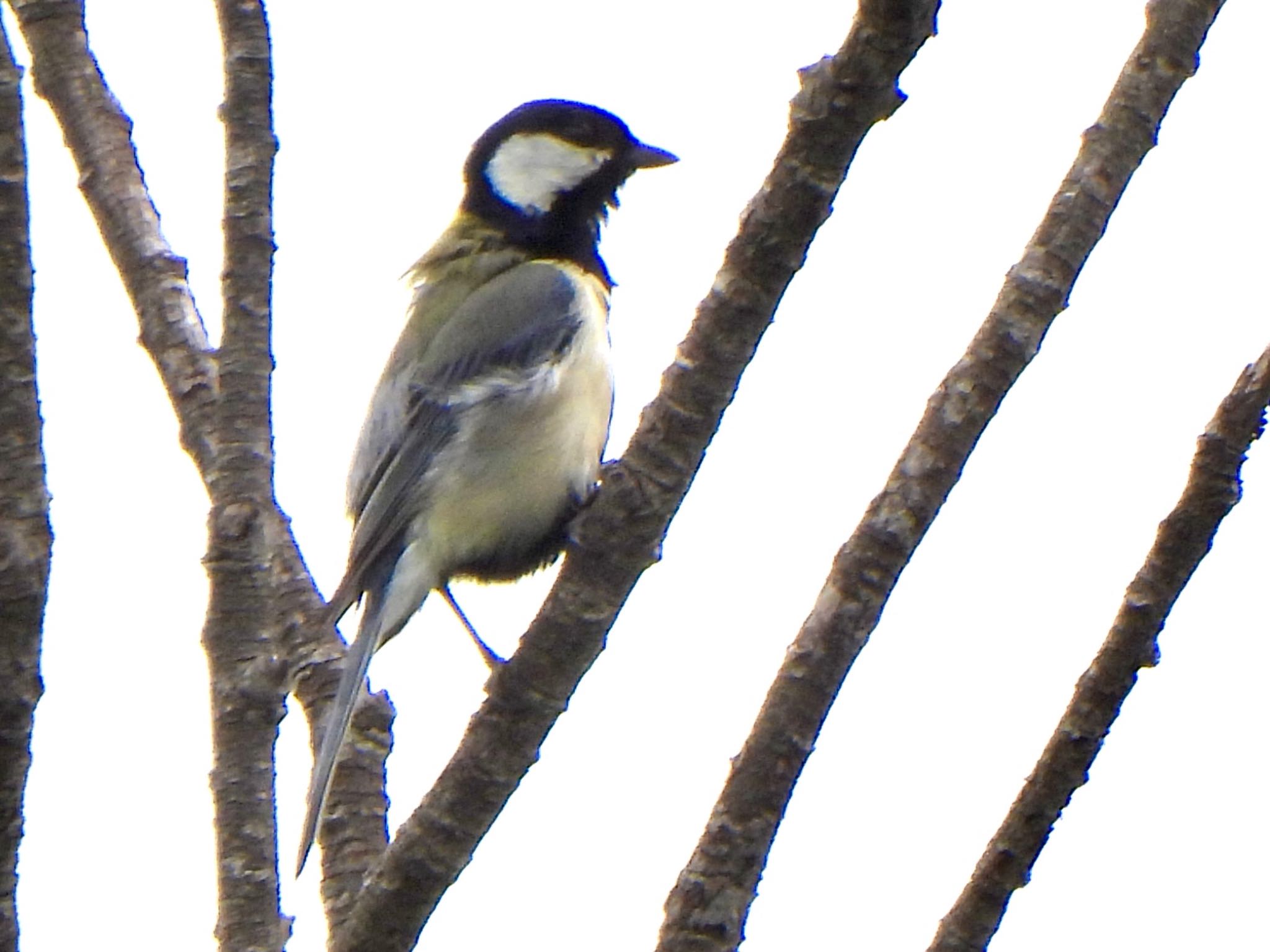 Photo of Japanese Tit at 茂林寺 by ツピ太郎