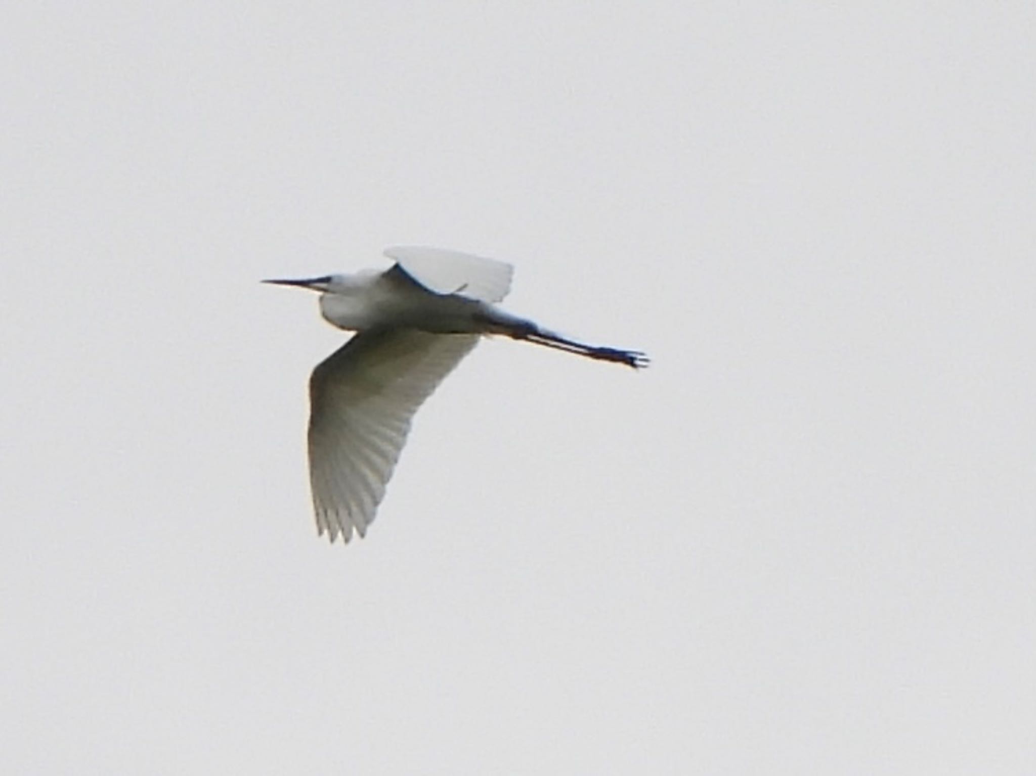 Photo of Great Egret at 茂林寺 by ツピ太郎