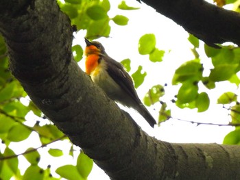 Narcissus Flycatcher Minuma Rice Field Sun, 5/12/2024