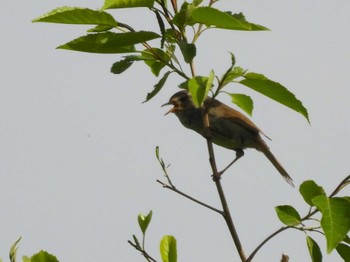 Japanese Bush Warbler Minuma Rice Field Sun, 5/12/2024