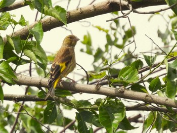 Grey-capped Greenfinch Minuma Rice Field Sun, 5/12/2024