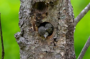 Japanese Pygmy Woodpecker Rokuha Park Sun, 5/12/2024