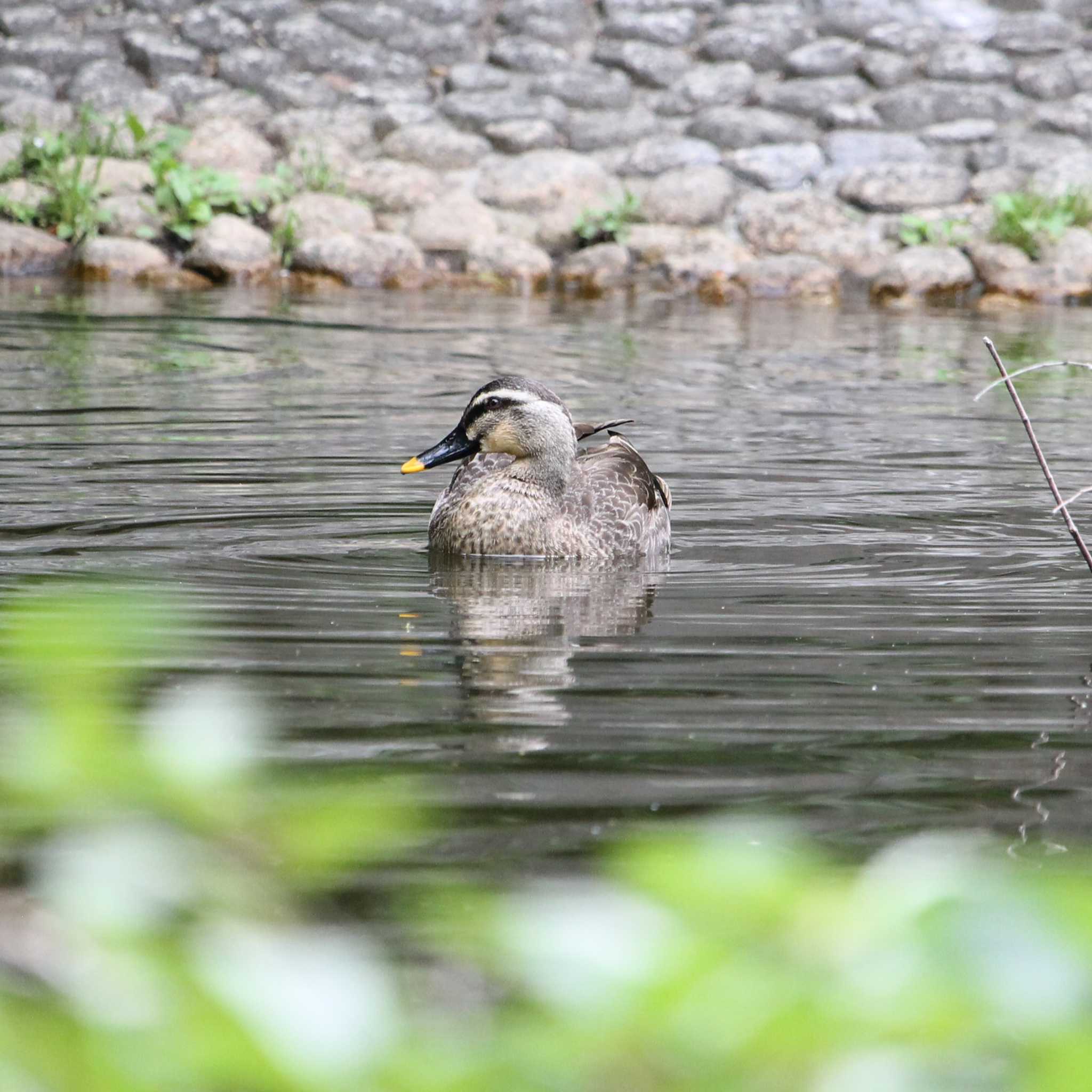 Photo of Eastern Spot-billed Duck at 都内 by Kei