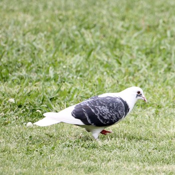 2024年5月12日(日) 日比谷公園の野鳥観察記録