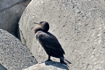 カワウ 見島 2024年5月10日(金)