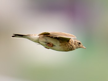 Eurasian Skylark 京都府京田辺市 Mon, 4/29/2024