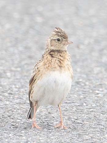 Eurasian Skylark 京都府京田辺市 Mon, 4/29/2024