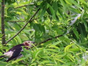 Chestnut-cheeked Starling 目久尻川 Sun, 5/12/2024