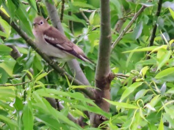 Chestnut-cheeked Starling 目久尻川 Sun, 5/12/2024