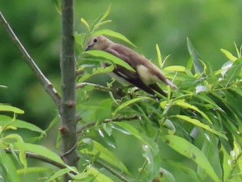 Chestnut-cheeked Starling 目久尻川 Sun, 5/12/2024