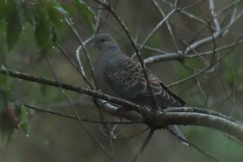 Sat, 1/5/2019 Birding report at Mie-ken Ueno Forest Park