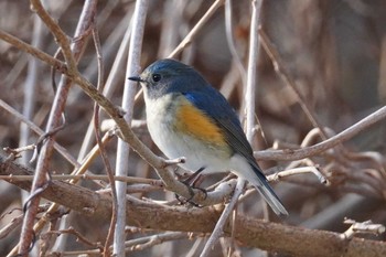 ルリビタキ 旭山記念公園 2024年4月15日(月)