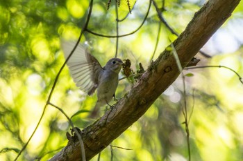 Asian Brown Flycatcher 近所 Sat, 5/4/2024