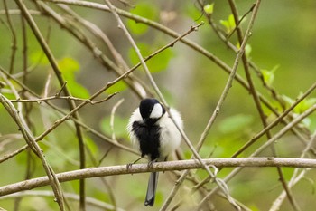 Japanese Tit 千歳川(烏柵舞橋〜第四発電所付近) Sun, 5/12/2024