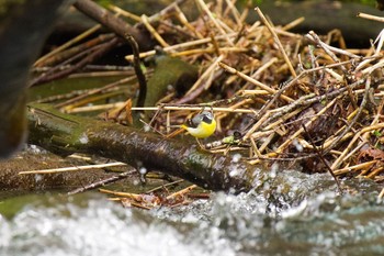 Grey Wagtail 千歳川(烏柵舞橋〜第四発電所付近) Sun, 5/12/2024