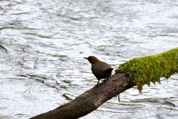 Brown Dipper 千歳川(烏柵舞橋〜第四発電所付近) Sun, 5/12/2024