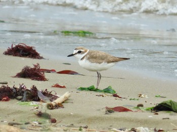 Kentish Plover 男里川 Sun, 5/12/2024