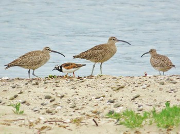 2024年5月12日(日) 男里川の野鳥観察記録