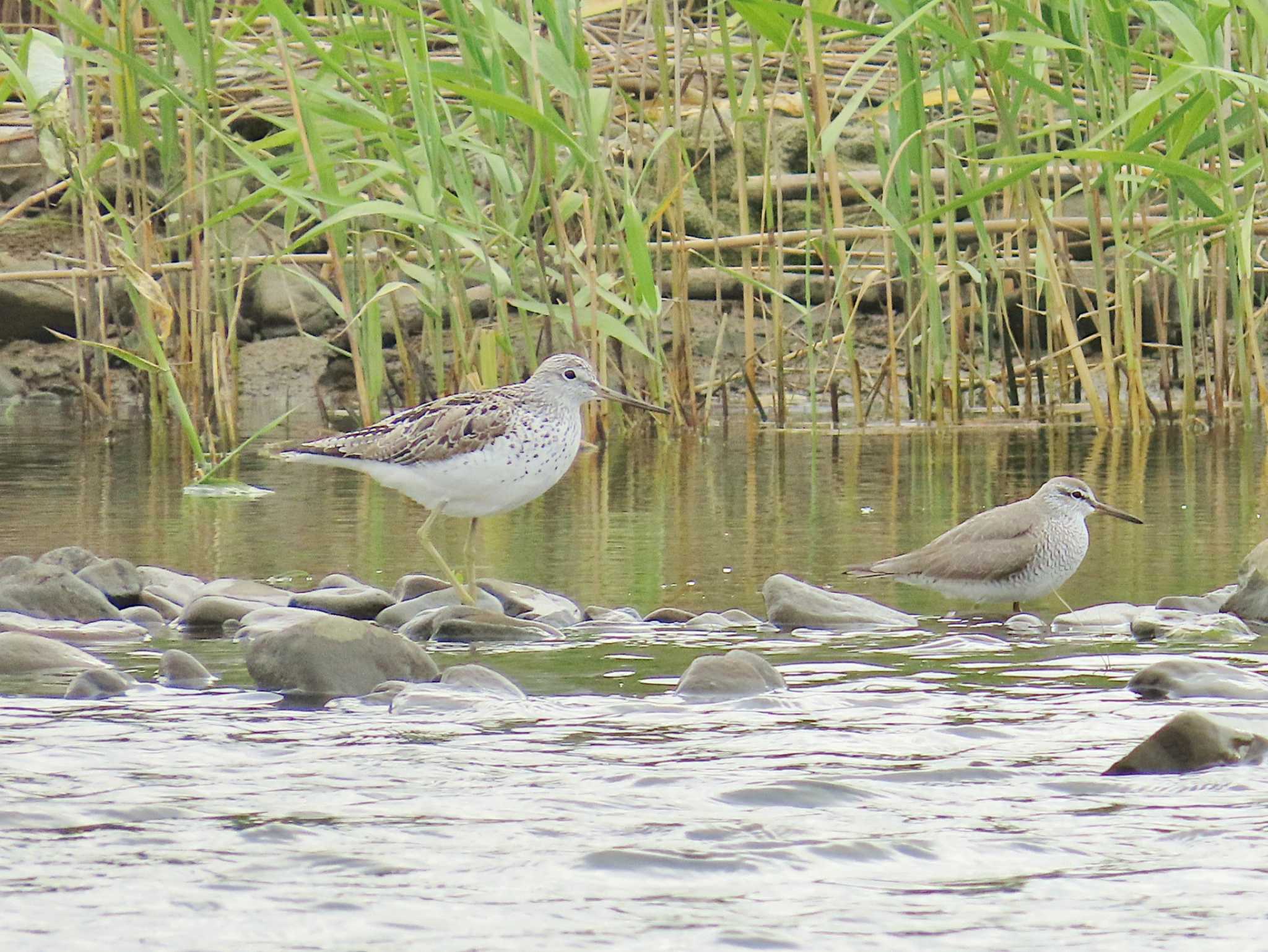 Photo of Common Greenshank at 男里川 by Toshihiro Yamaguchi